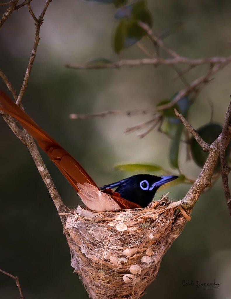 Gallery Wildlife retreat Sri Lanka