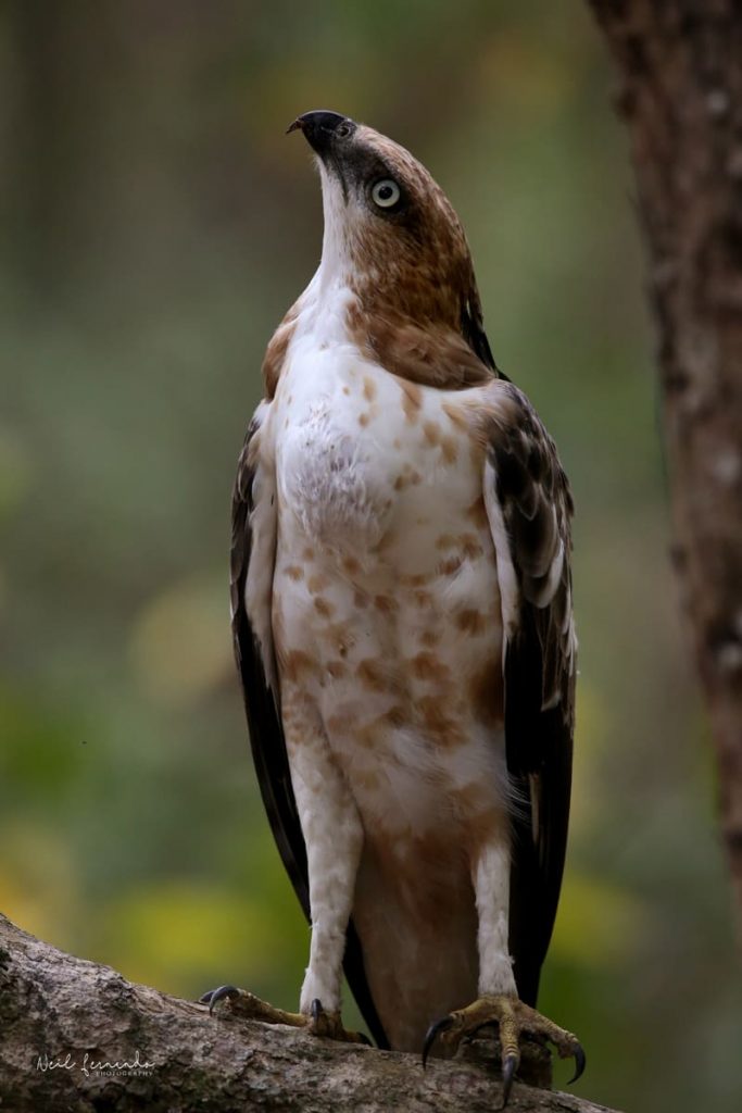 Gallery Nature lodge in Sri Lanka