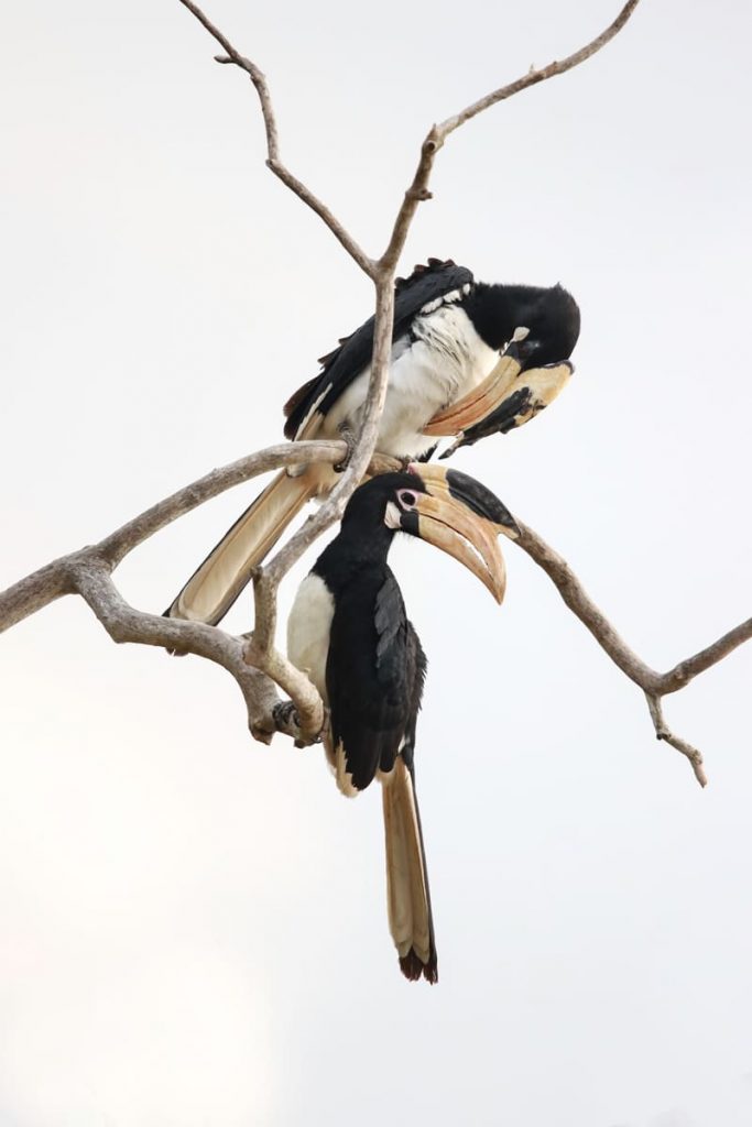 Gallery Wildlife retreat Sri Lanka