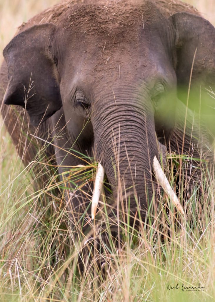 Gallery Wildlife tours in Sri Lanka