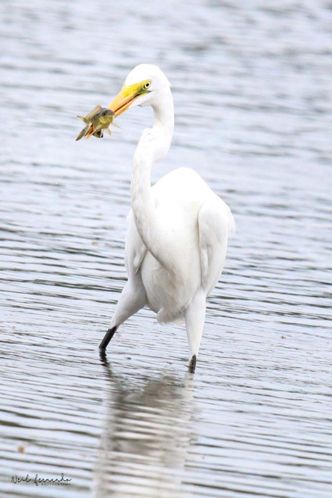 Gallery Luxury wildlife in Sri Lanka
