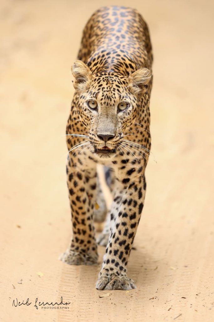 Gallery Luxury wildlife in Sri Lanka