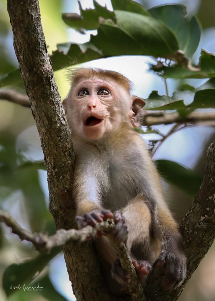 Gallery Luxury wildlife in Sri Lanka