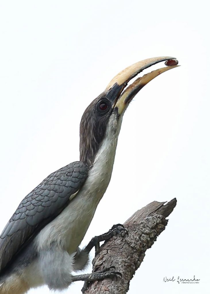 Gallery Wildlife retreat in Sri Lanka