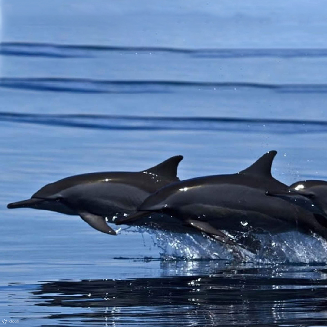 Top Dolphin Watching Places in Sri Lanka