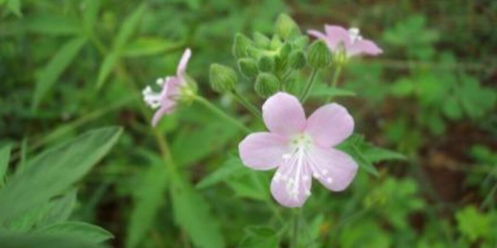 Ceylon Swamp Mallow