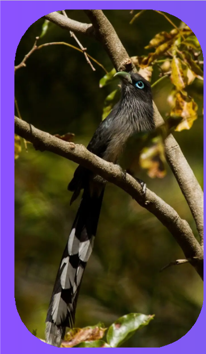 Blue Faced Malkoha