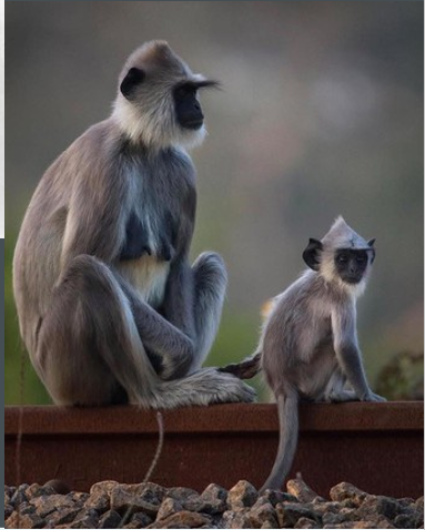 Gray Langur