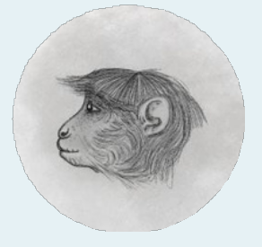 MaCaque
