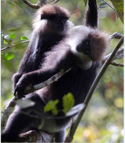 Purple faced langur
