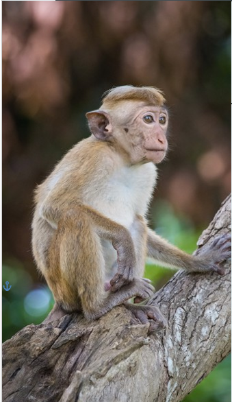 Toque MaCaque