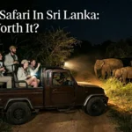 Night Safari In Sri Lanka Is It Worth It