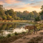 Best Time To Visit Wilpattu National Park Month-by-Month Guide