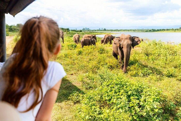 Best Activities to Enjoy at a Nature Resort in Sri Lanka Sri Lanka's Wildlife and nature