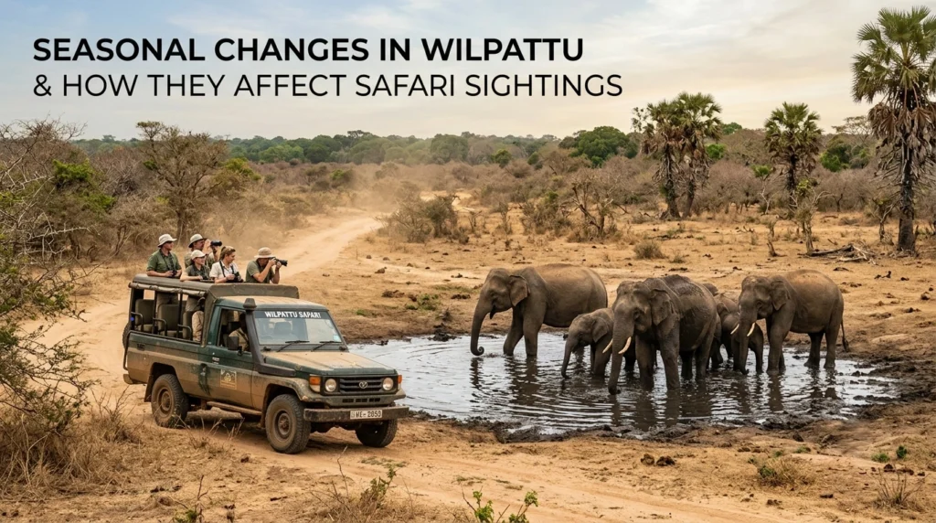 Seasonal Changes In Wilpattu And How They Affect Safari Sightings